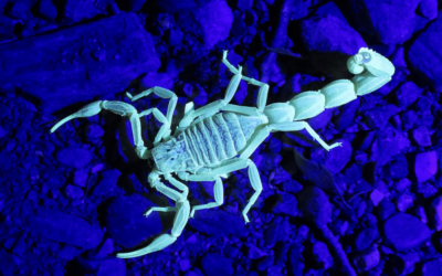 Do Scorpions Glow in the Dark?